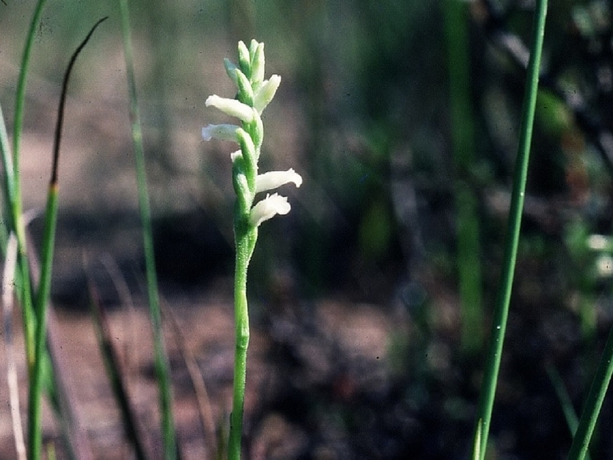 Spiranthes aestivalis (Orchidaceae)
